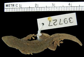 Media type: image; Herpetology R-39727